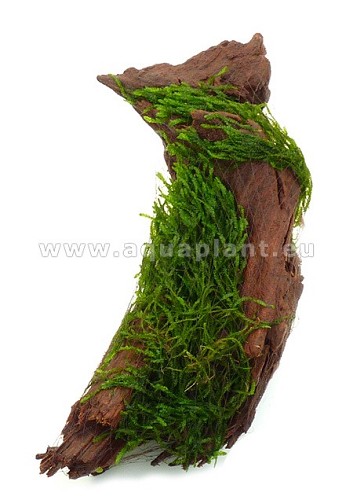 Vesicularia moss on driftwood M